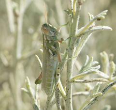 Hesperotettix viridis