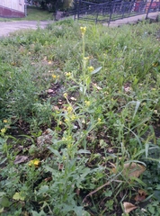 Sisymbrium officinale