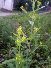Sisymbrium officinale
