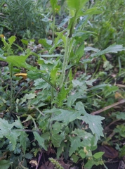 Sisymbrium officinale