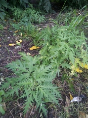 Urtica cannabina