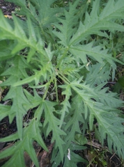 Urtica cannabina
