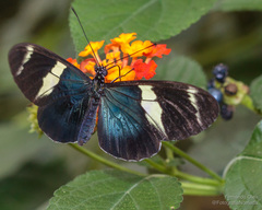 Heliconius sara fulgidus