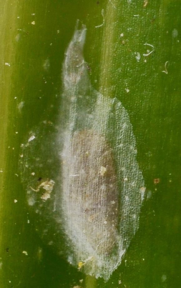 Pellucidaspis