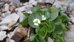 Viola galeanaensis