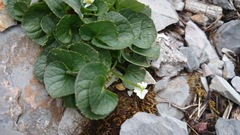 Viola galeanaensis