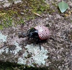 Doryphora paykulli