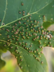 Neuroterus saltarius
