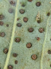 Neuroterus saltarius