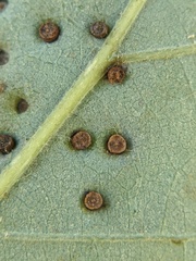 Neuroterus saltarius