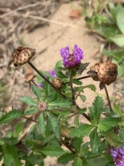 Centratherum punctatum