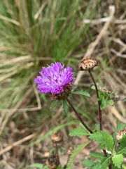 Centratherum punctatum