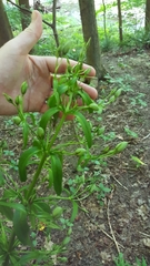 Frasera caroliniensis