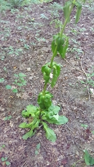 Frasera caroliniensis