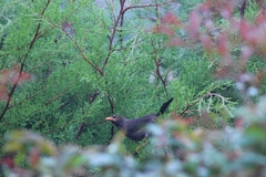 Turdus fuscater