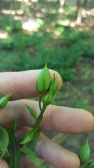 Frasera caroliniensis