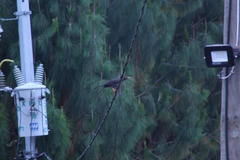 Turdus fuscater