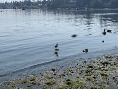 Larus brachyrhynchus