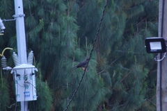 Turdus fuscater