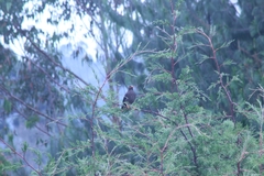 Turdus fuscater