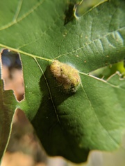 Aceria querci