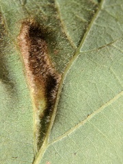 Aceria querci