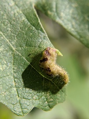 Aceria querci