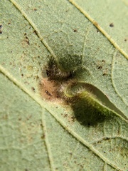 Aceria querci