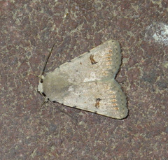 Caradrina kadenii