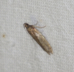 Psoricoptera gibbosella