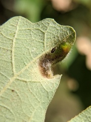 Aceria querci