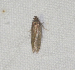 Psoricoptera gibbosella