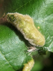 Aceria querci