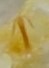 Anzygina agni