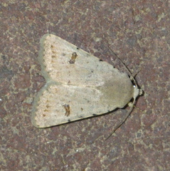 Caradrina kadenii