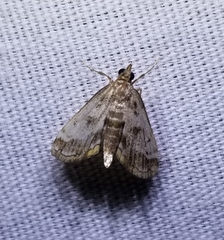 Parapoynx obscuralis