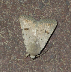Caradrina kadenii