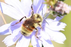Bombus vancouverensis vancouverensis