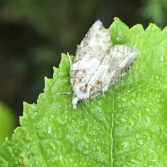 Acleris gloveranus