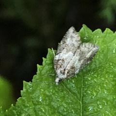 Acleris gloveranus