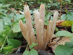 Clavaria rubicundula