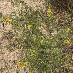 Solidagininae