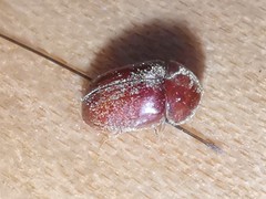 Lasioderma
