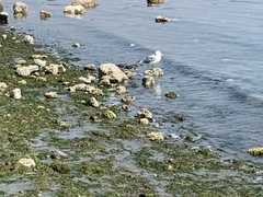 Larus brachyrhynchus