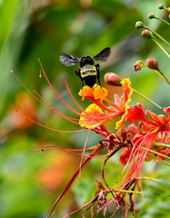 Bombus pensylvanicus