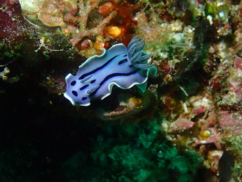 Willan's Chromodoris — seen at this dive site