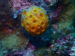 Cinachyra