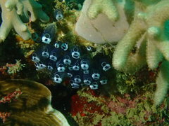 Clavelina