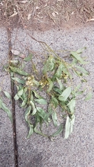 Eucalyptus crebra