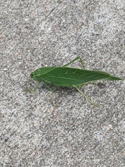 Microcentrum rhombifolium